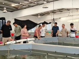 福建成功实现蓝圆鲹子二代苗种人工繁育