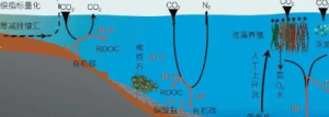 高污染海洋浅水湿地生物修复的关键技术研究与示范