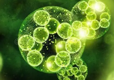 海洋生物源新型复合保健品与制剂的研制