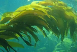 酶法生产海藻生物肥