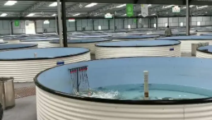 高效经济节能型鳗鲡工厂化循环水养殖系统