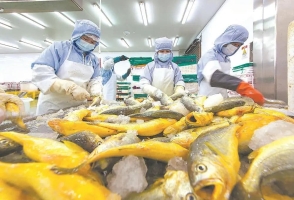“海中金条”重生记