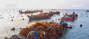 霞浦：小苗苗长成海产新贵