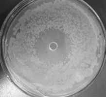 海洋放线菌新种星海链霉菌抗补体药物生物合成研究