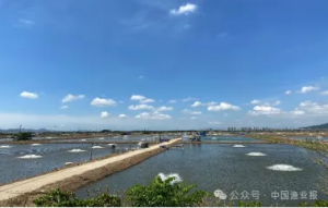 创新引领驱动——南海水产研究所助力花鲈养殖产业实现新突破
