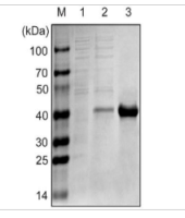 一种大黄鱼抗微生物肽LcPLA2XIIA及其制备方法与应用