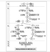 培育耐粗粮饲料黄颡鱼雌性新品系的方法