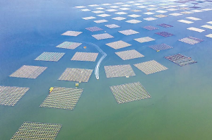 AI大爆发：Deep Seek会如何描述2040年海洋牧场的发展图景？
