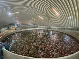 新疆昌吉开发名特优水产品工厂化循环水养殖
