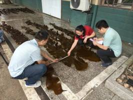 【奋勇争先】全国首批“无边海带”在连江试养成功